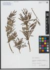 Foto von Salix viminalis L.